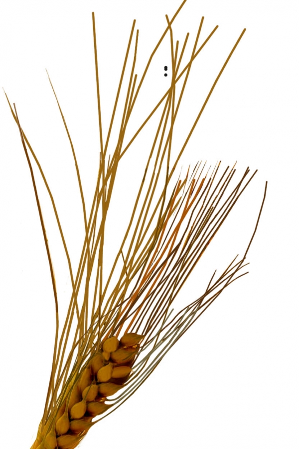Creation of Lucky Wheat Bridal Bouquet: Step 5